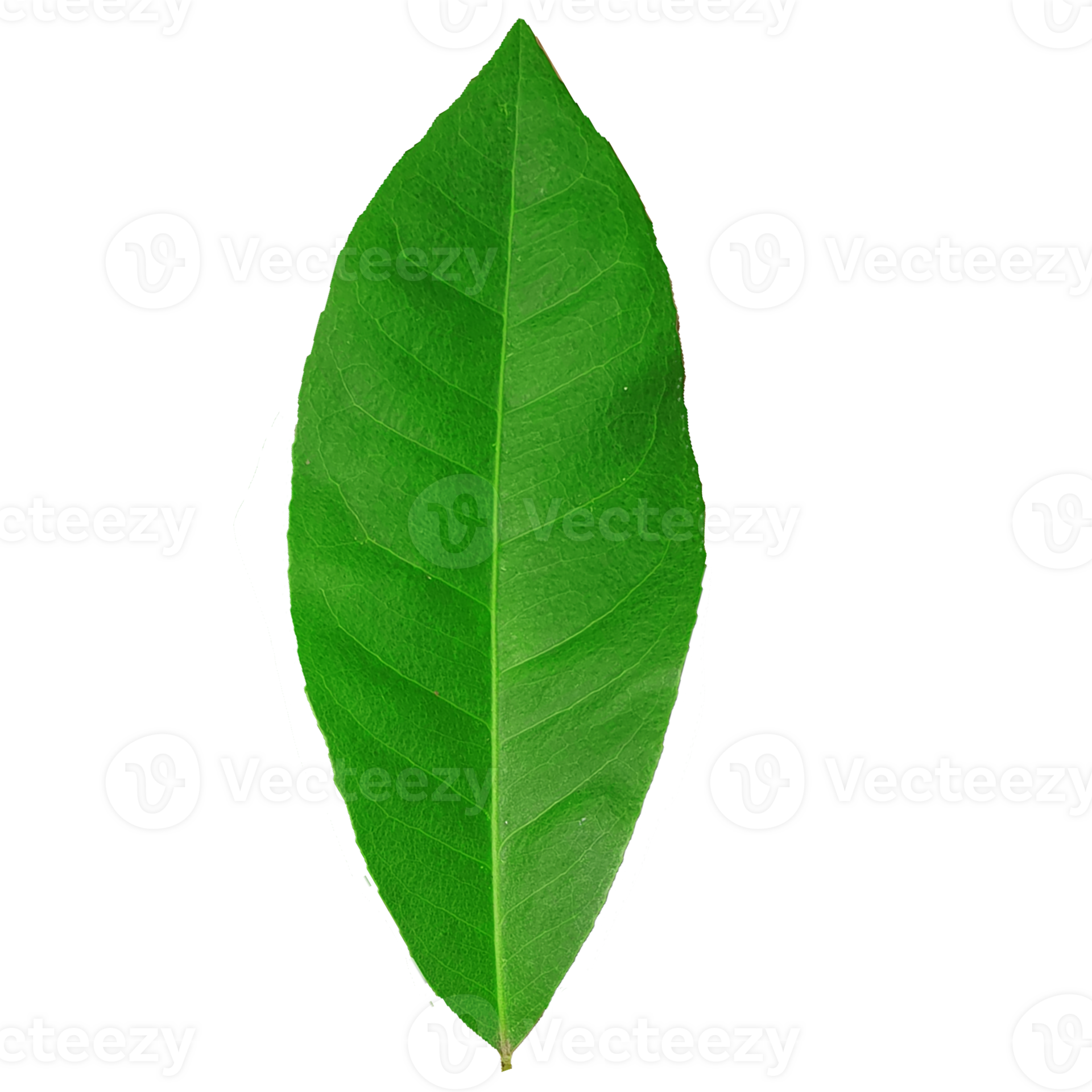 Green leaf nature s vibrant symbol of life and renewal 34916186 png