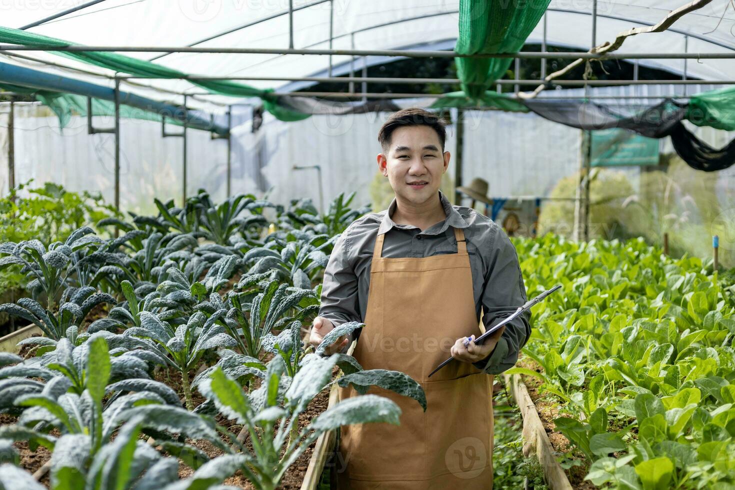 asiático local granjero creciente ensalada lechuga y comprobación crecimiento Velocidad dentro el invernadero utilizando orgánicos suelo Acercarse para familia propio negocio y cosecha algunos para rebaja foto