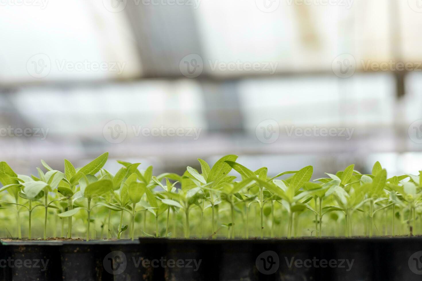 Young fresh organics seedling sprout of cucumber vegetable germinated in potting tray inside greenhouse for spring season concept photo