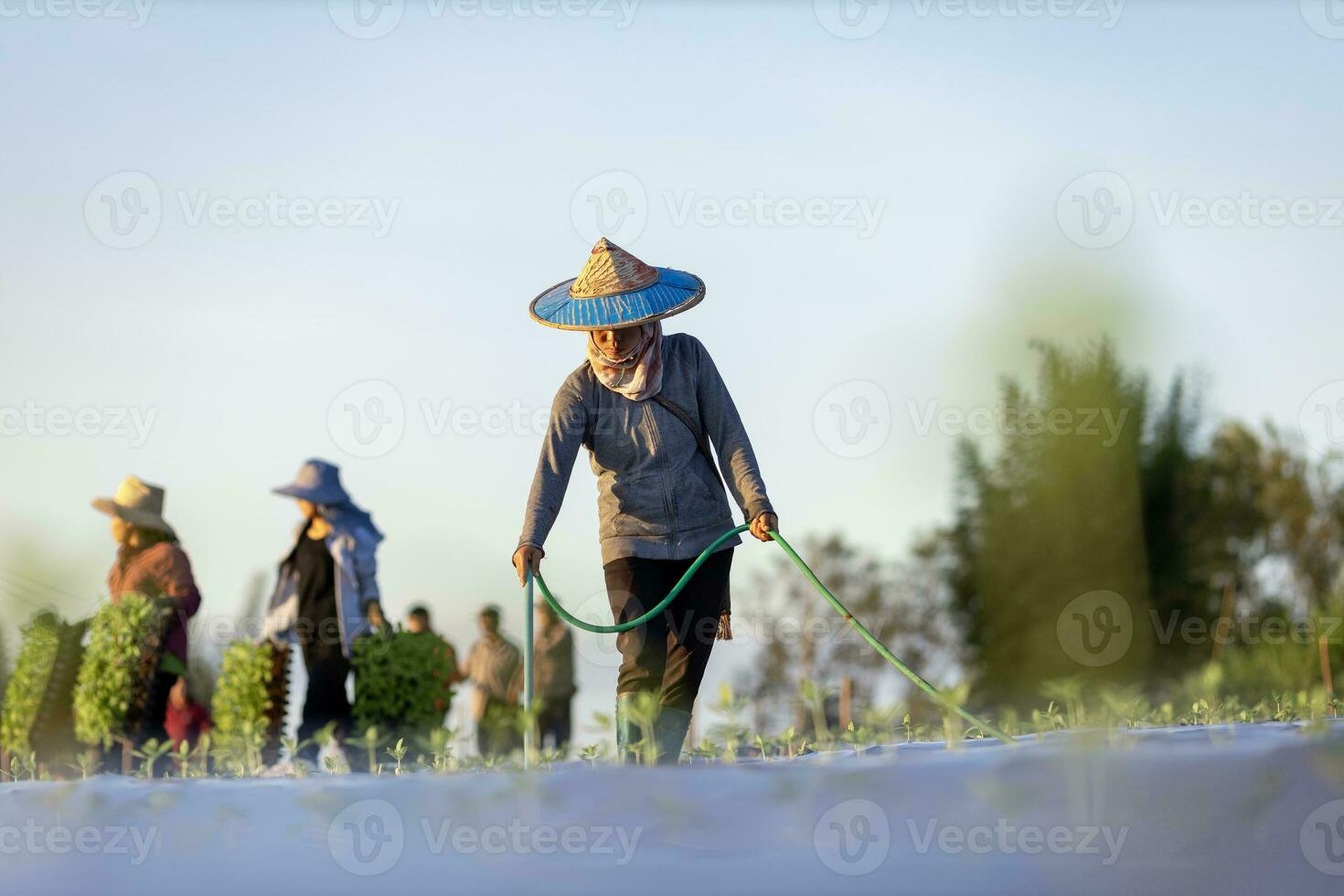 Asian farmer is using hose to watering young vegetable seedling in mulching film field for growing organics plant during spring season and agriculture photo
