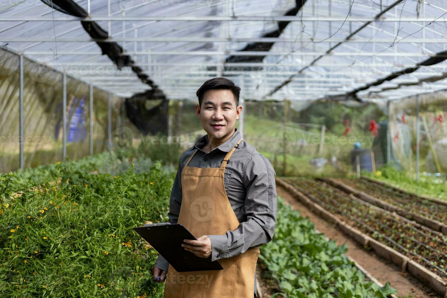 asiático local granjero creciente ensalada lechuga y comprobación crecimiento Velocidad dentro el invernadero utilizando orgánicos suelo Acercarse para familia propio negocio y cosecha algunos para rebaja foto