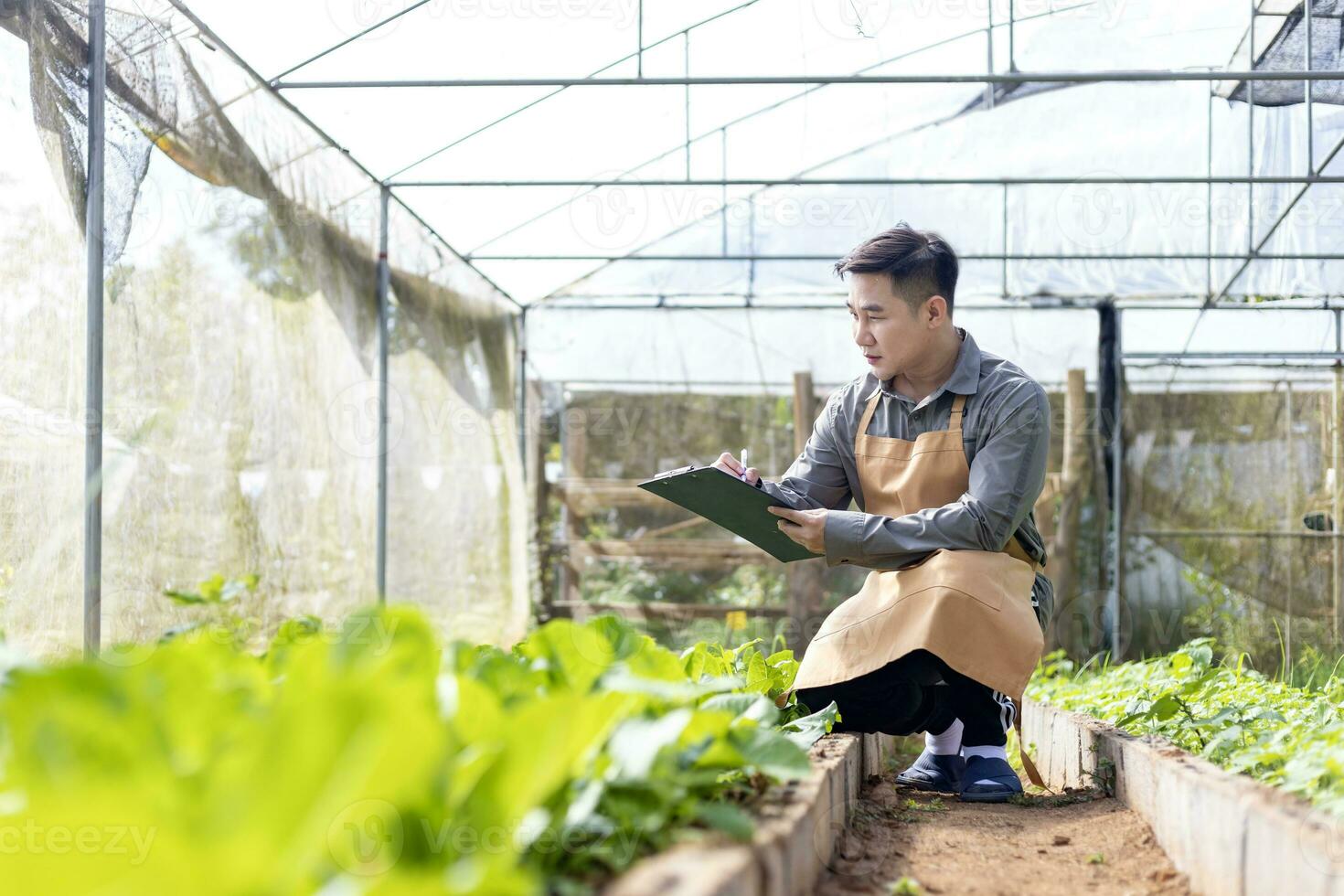 asiático local granjero creciente ensalada lechuga y comprobación crecimiento Velocidad dentro el invernadero utilizando orgánicos suelo Acercarse para familia propio negocio y cosecha algunos para rebaja foto