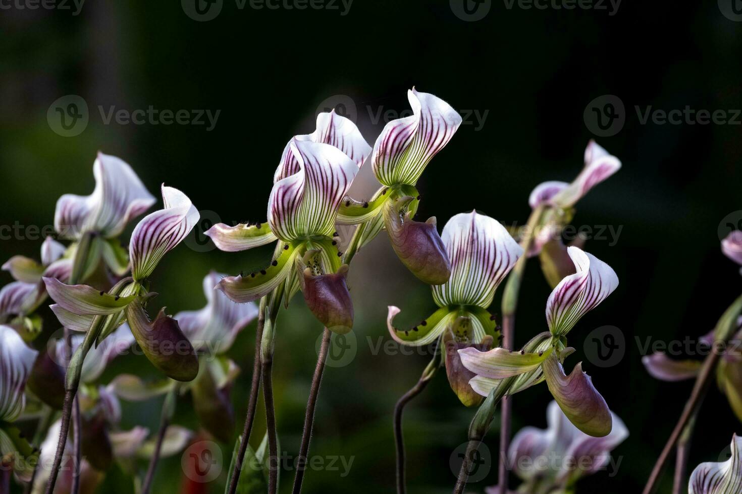 Lady's slipper orchids or Paphiopedilum callosum Rchb Stein flowes in full bloom the native epiphyte plant to tropical rainforest of Southeast Asia photo