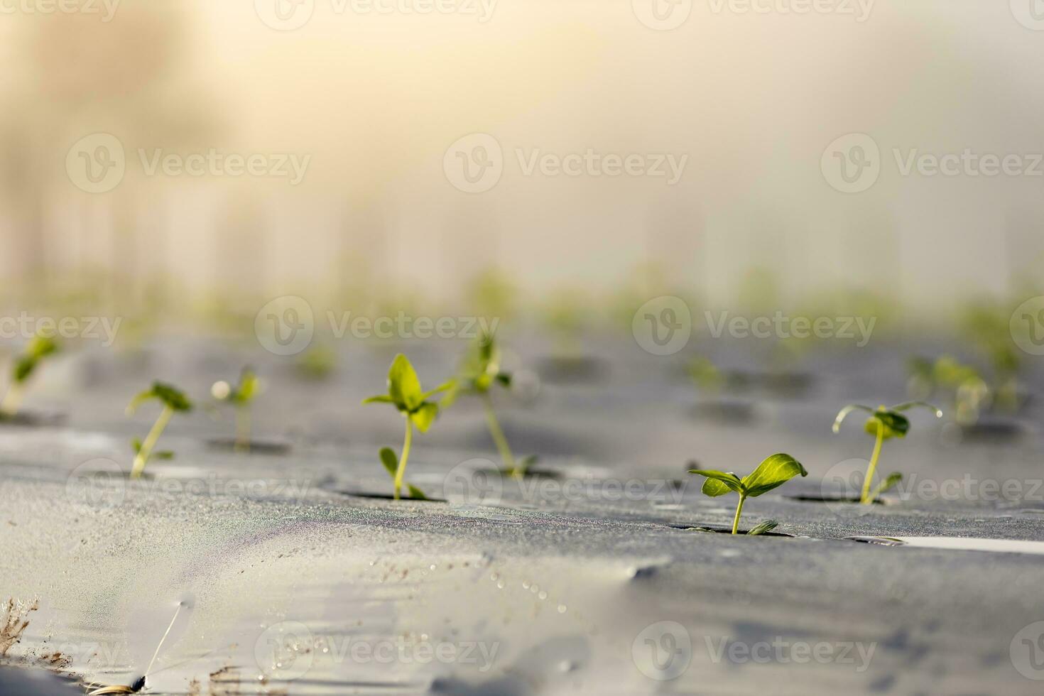 Young fresh organics seedling sprout of cucumber vegetable germinated in the field with plastic film mulch for spring season photo