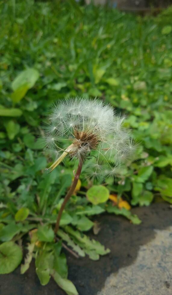 closeup of beautiful taraxacum erythrospermum flowers in the grass photo