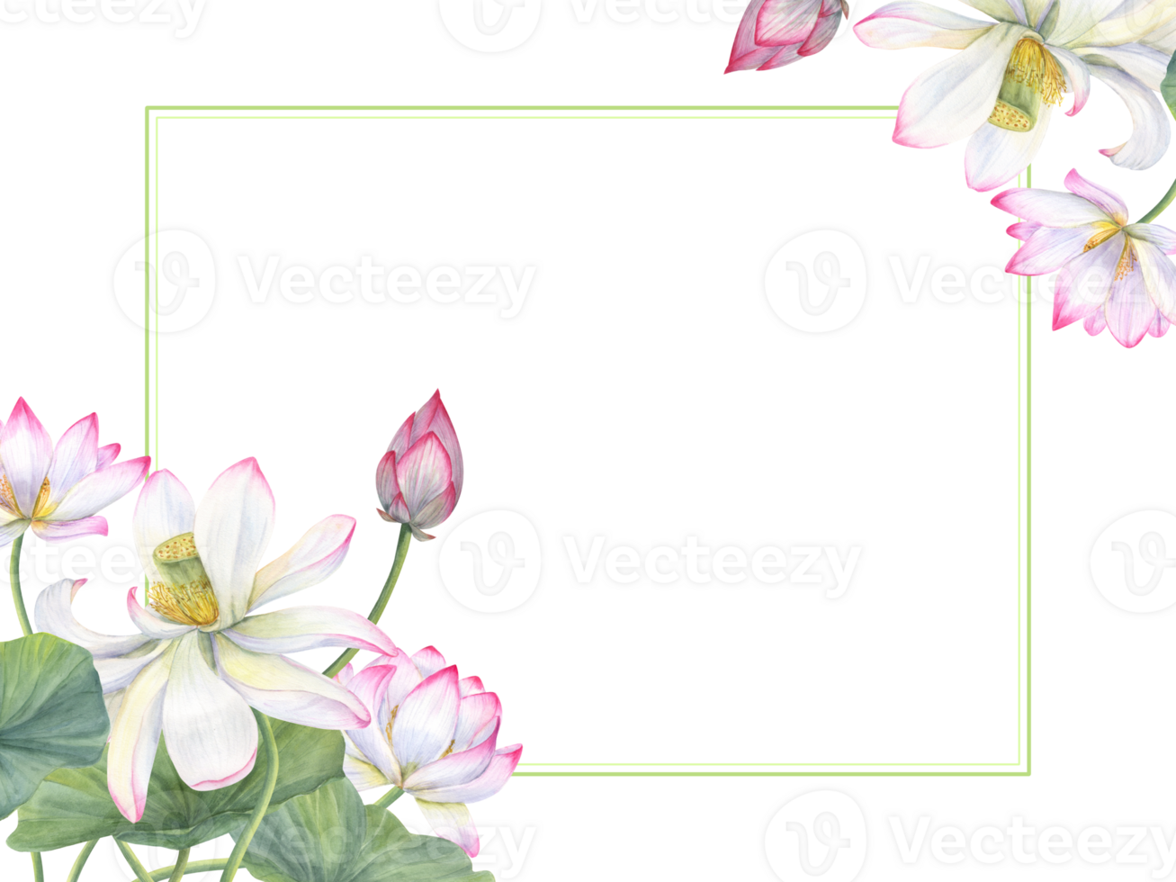 Horizontal frame of sacred lotus. Composition with flowers, buds, leaves. Water lily, pink white lotuses, green leaf. Space for text. Watercolor illustration. For greetings, invitation, postcards png