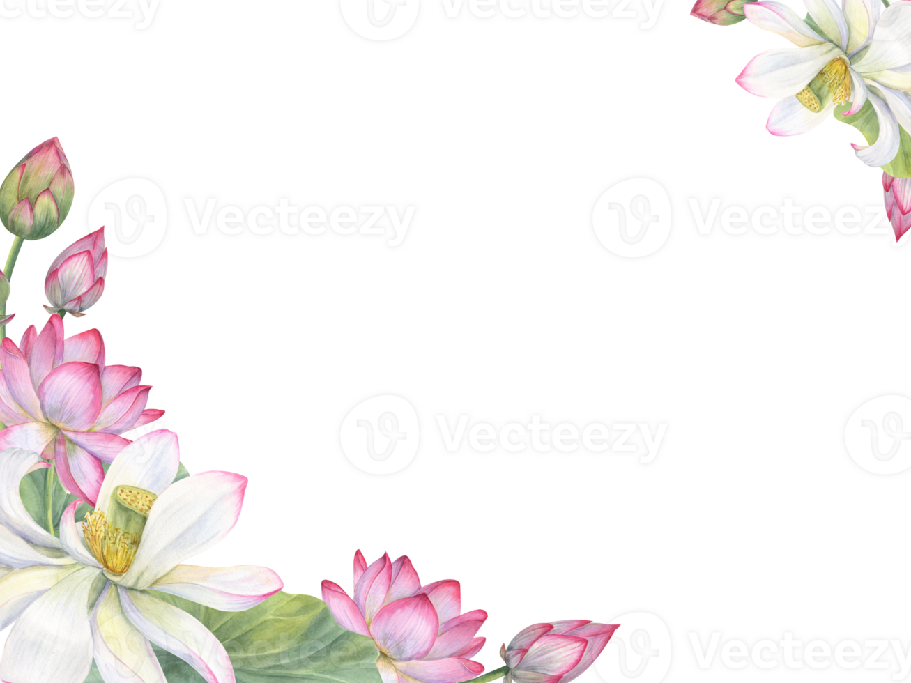 Sacred lotus flower, buds and leaves. Horizontal frame. Pink white water lily, lotuses, green leaf, bud. Space for text. Watercolor illustration for greetings, invitation, postcard png