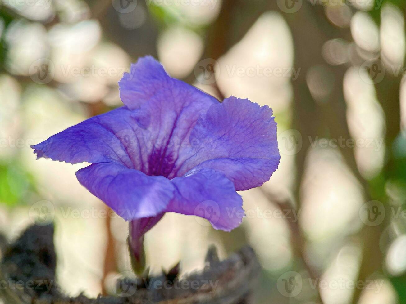 single purple flower in the garden with bokeh background photo