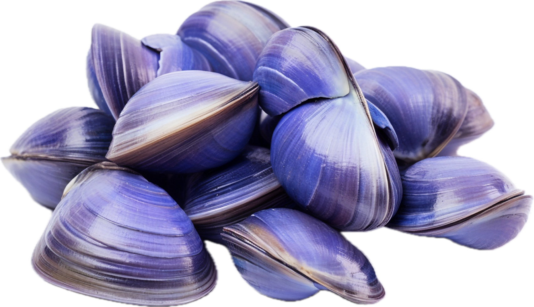 AI generated asari clams png