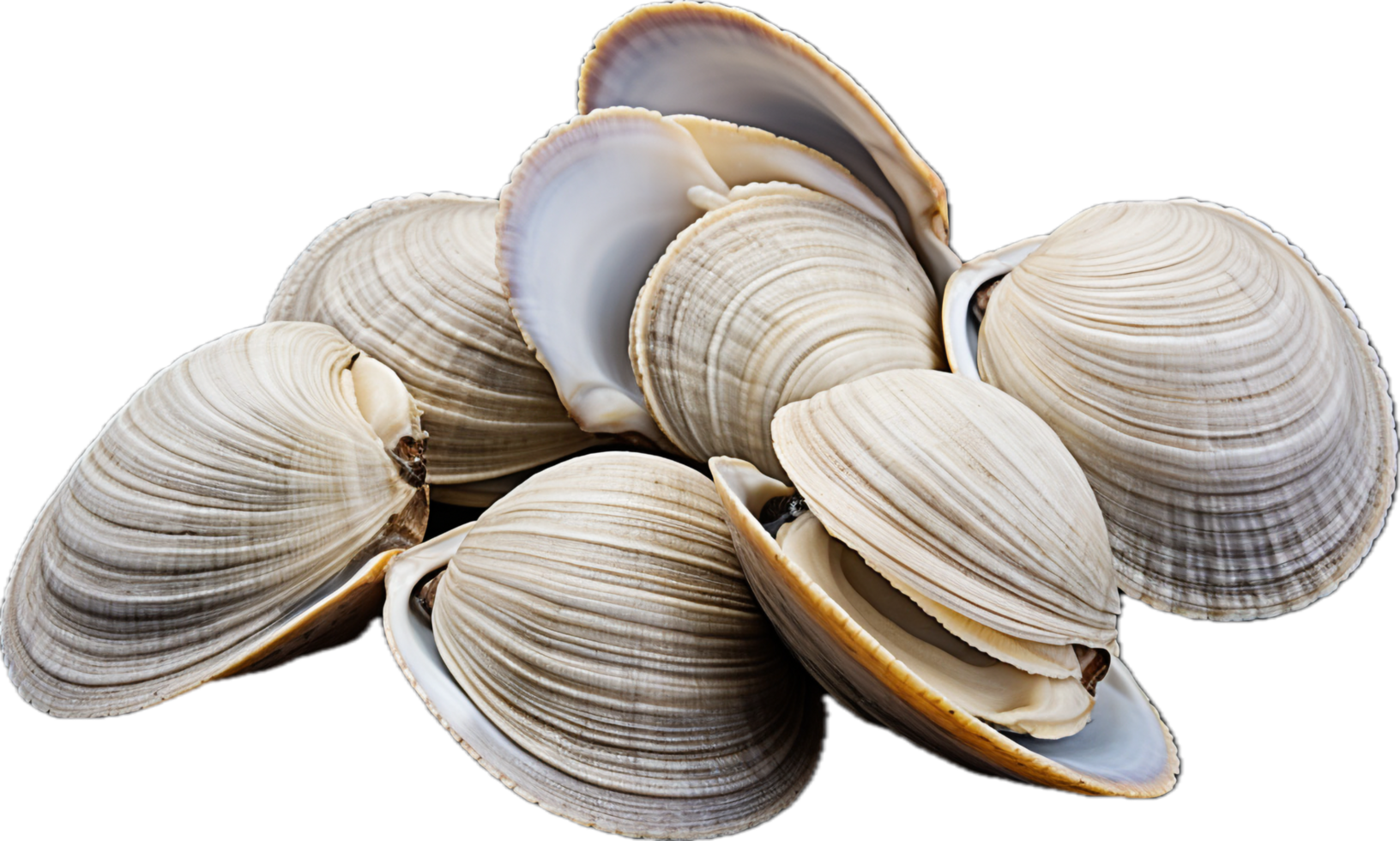 ai-generated-asari-clams-png-34918531-png