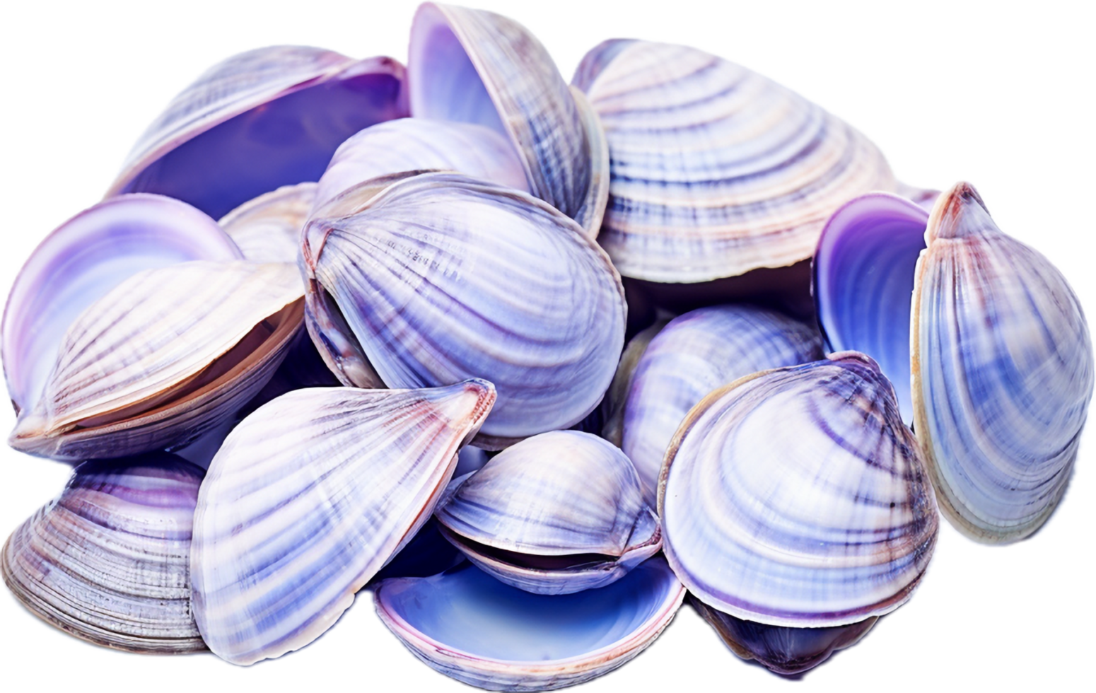 AI generated asari clams png