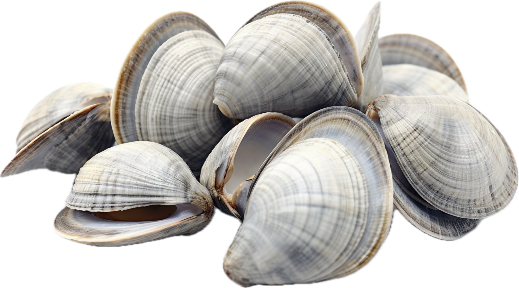 AI generated asari clams png