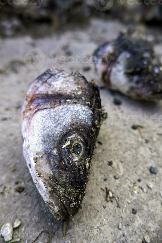 Dried fish heads photo