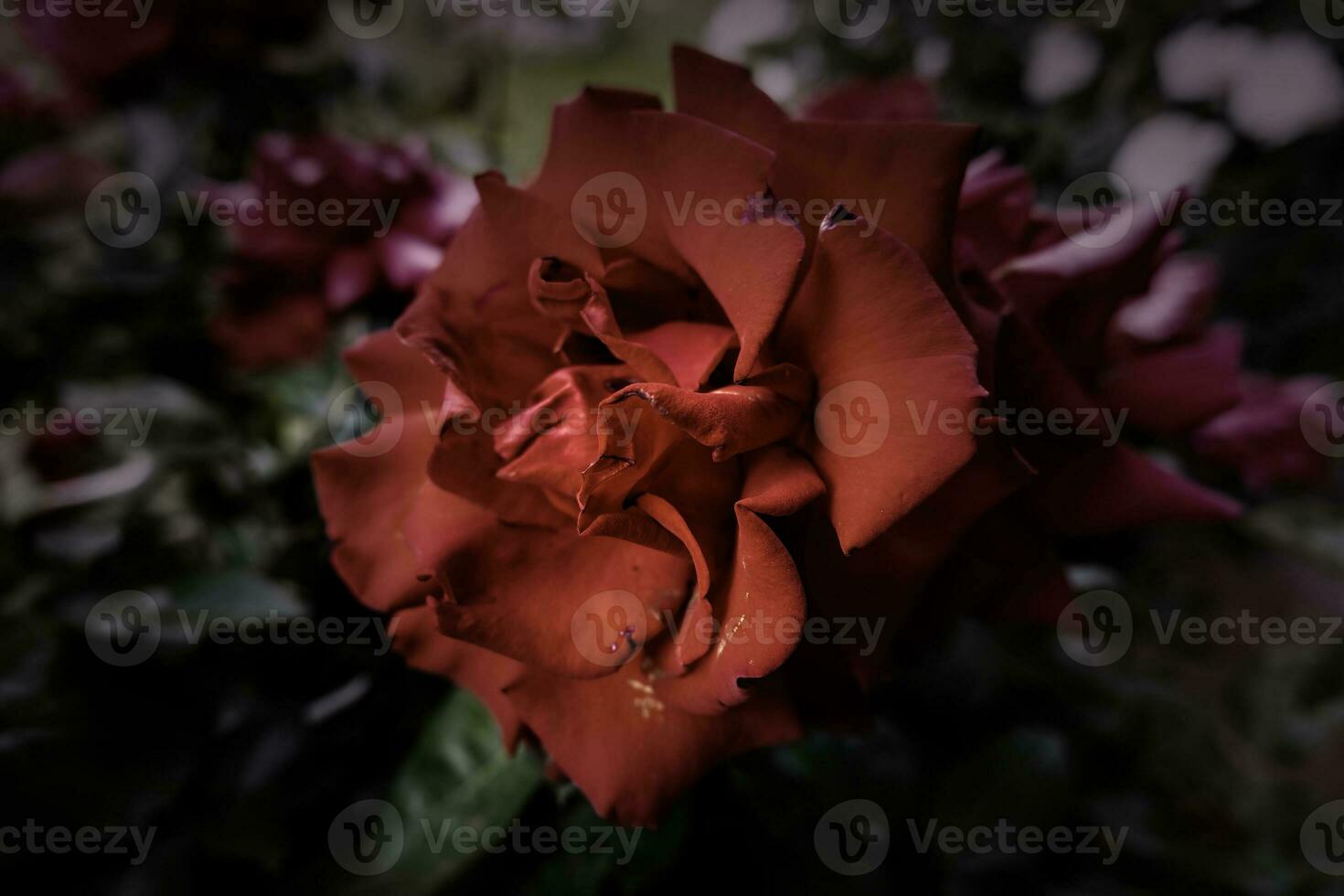 Fresh wild rose photo