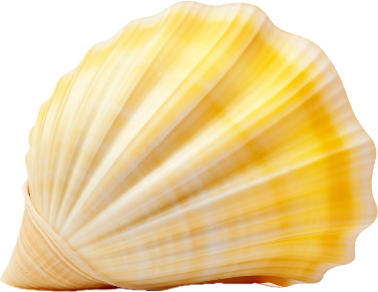 AI generated Seashell nature png