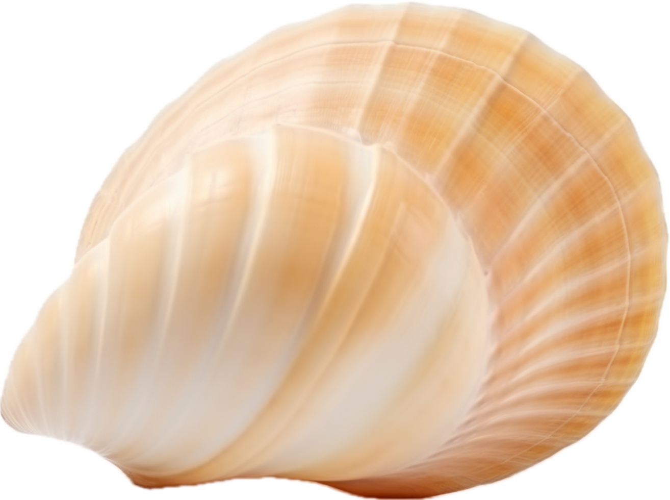 AI generated Seashell nature png