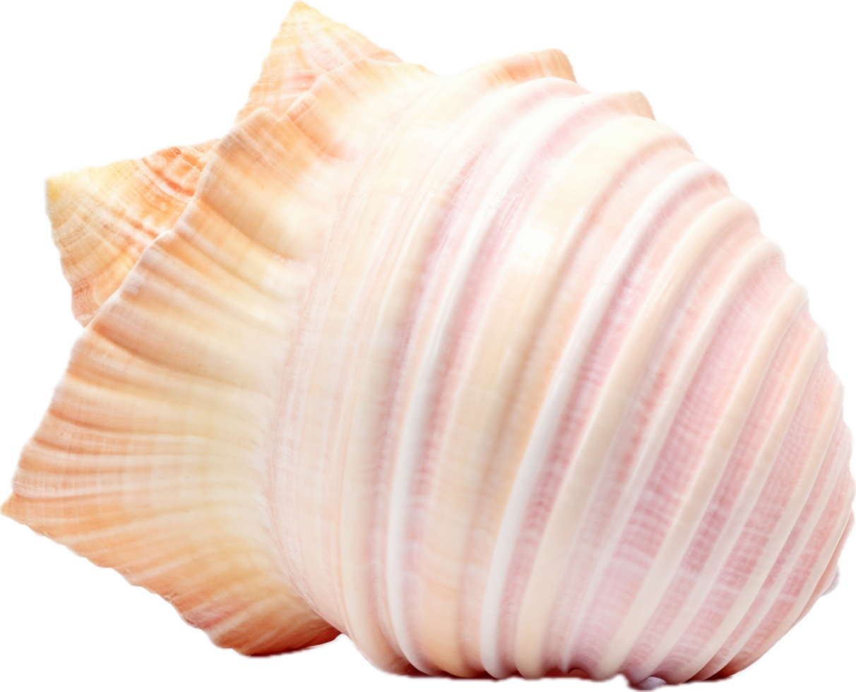 AI generated Seashell nature png