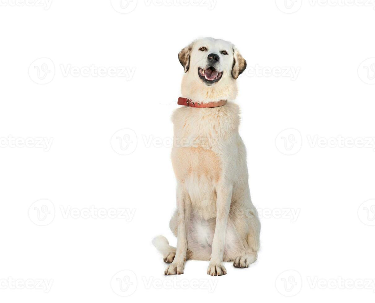 Medium sized rescue dog isolate on a white background photo