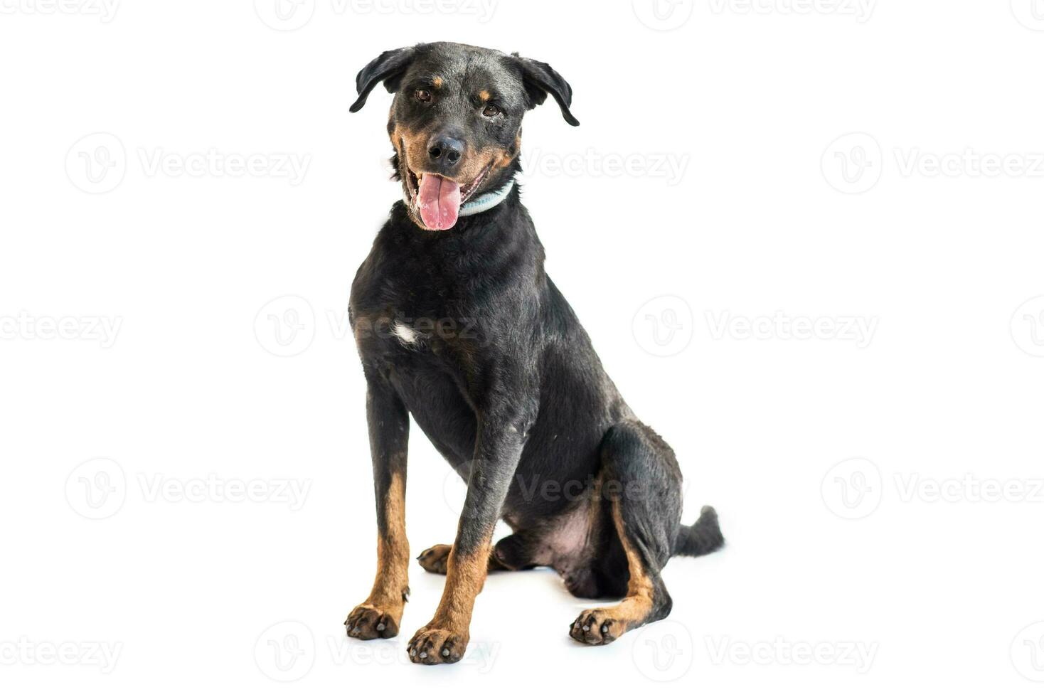 Medium sized rescue dog isolate on a white background photo