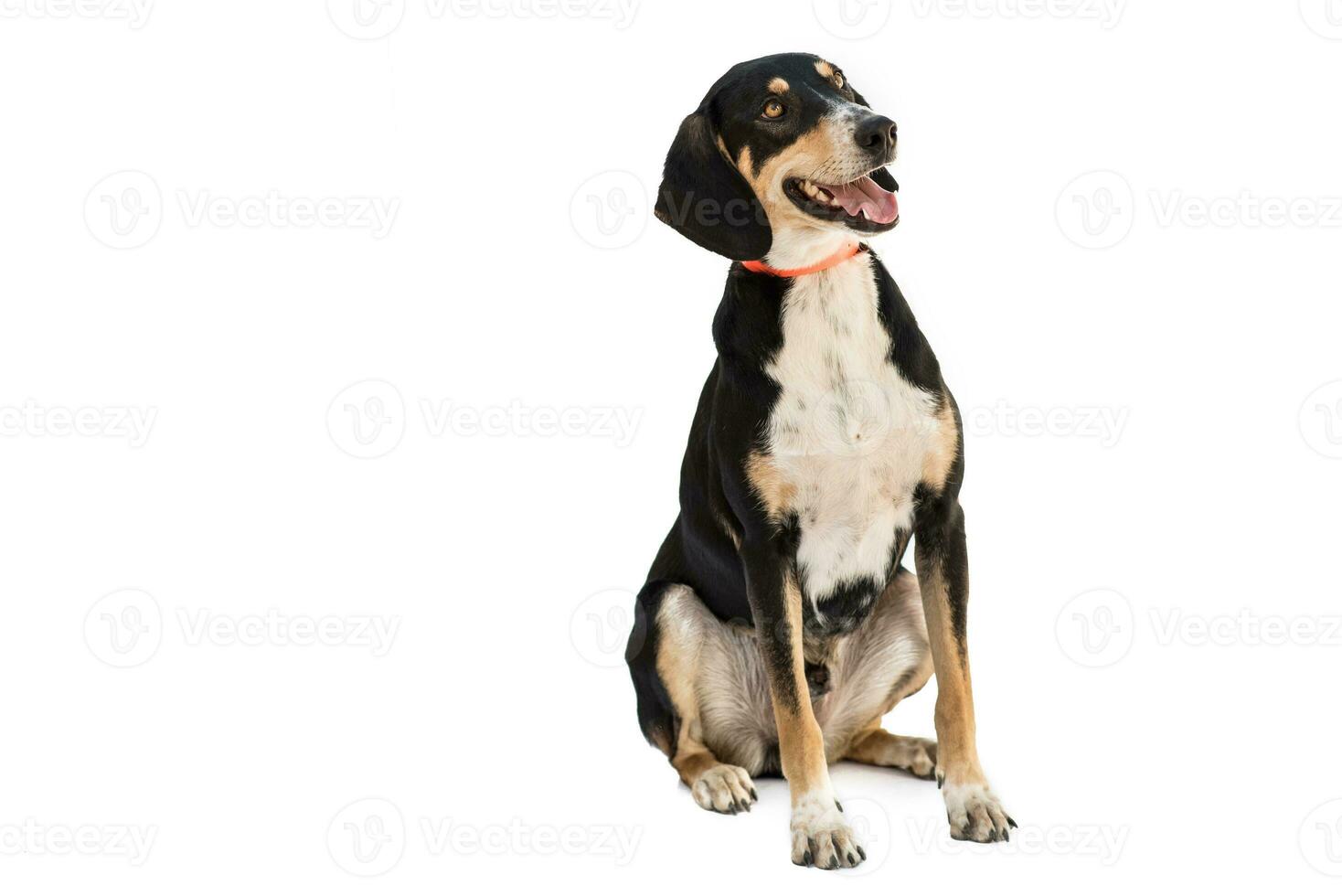 Medium sized rescue dog isolate on a white background photo