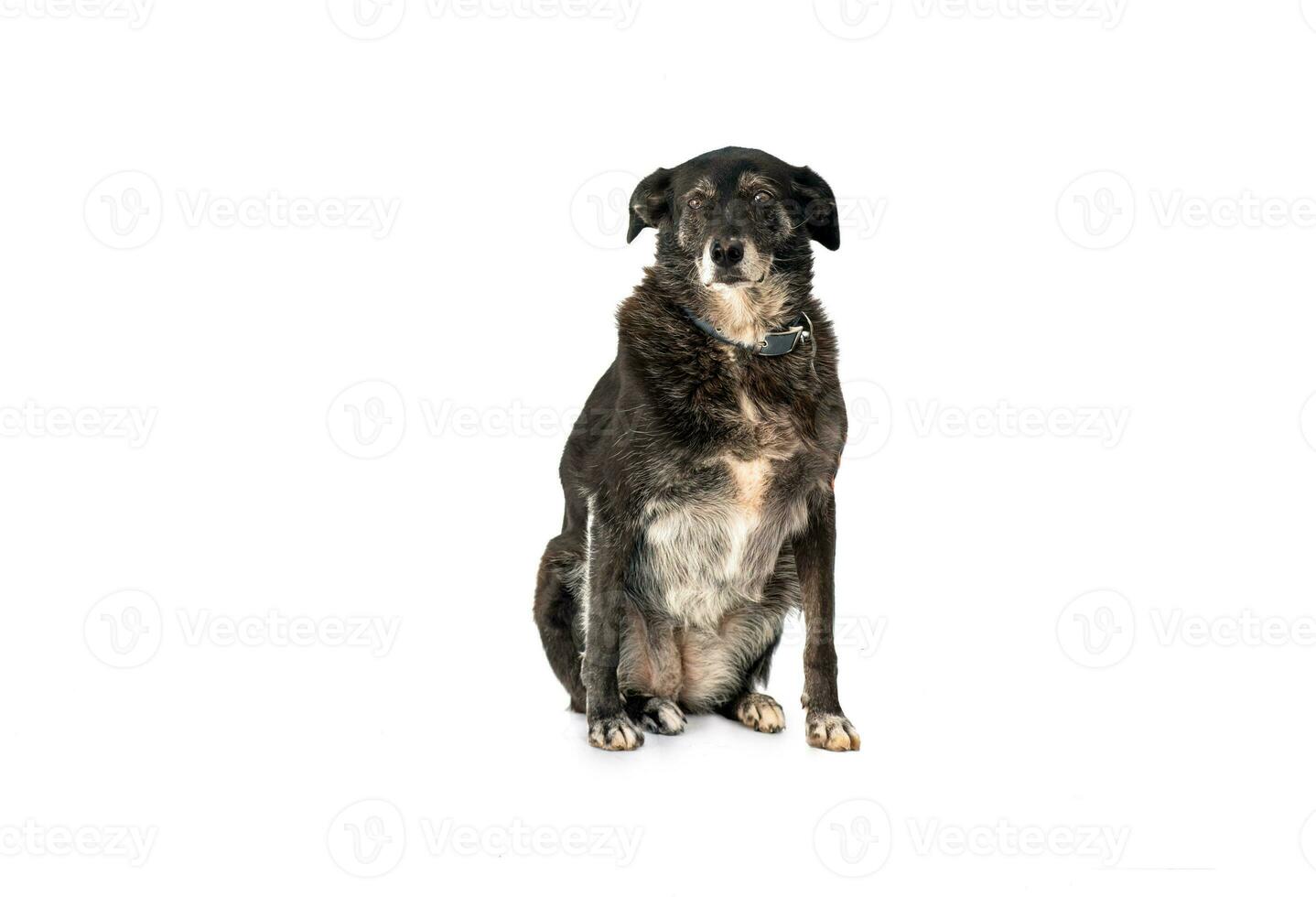 Medium sized rescue dog isolate on a white background photo