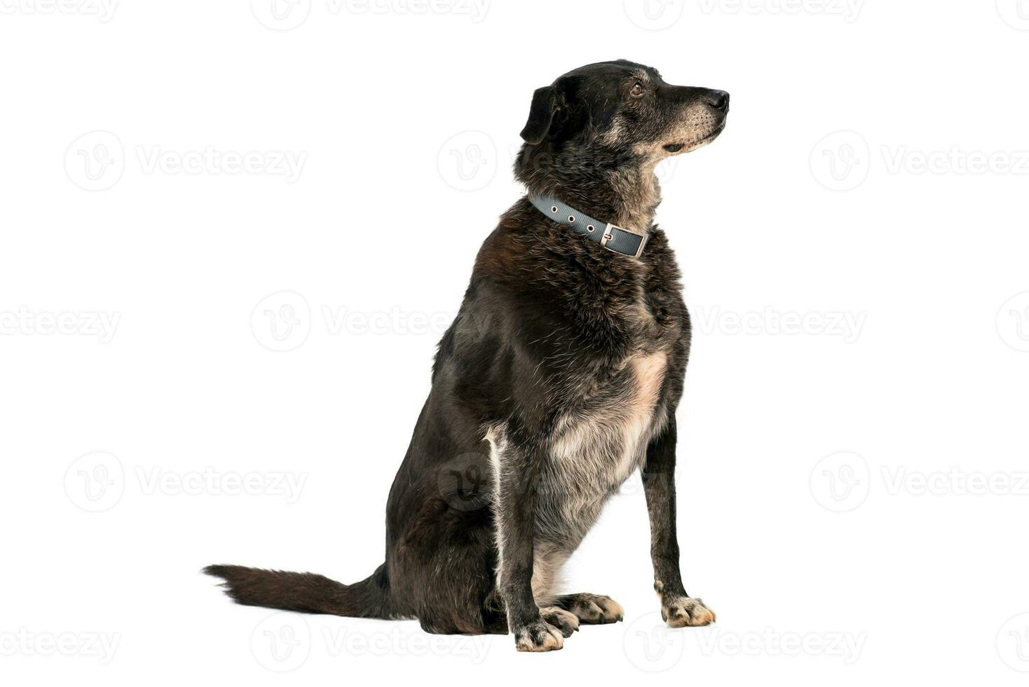 Medium sized rescue dog isolate on a white background photo