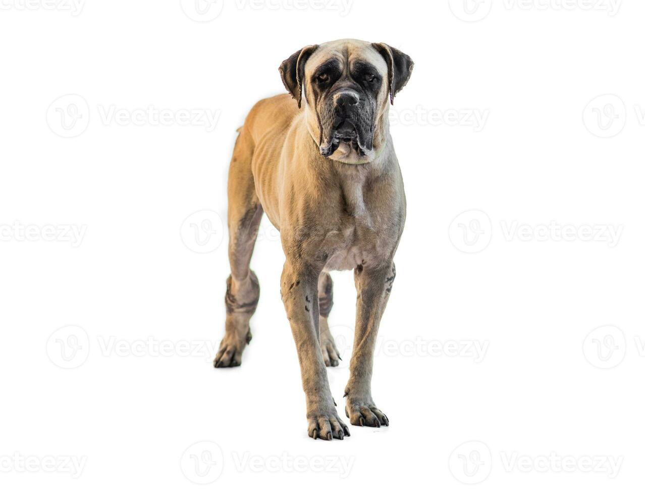 Medium sized rescue dog isolate on a white background photo