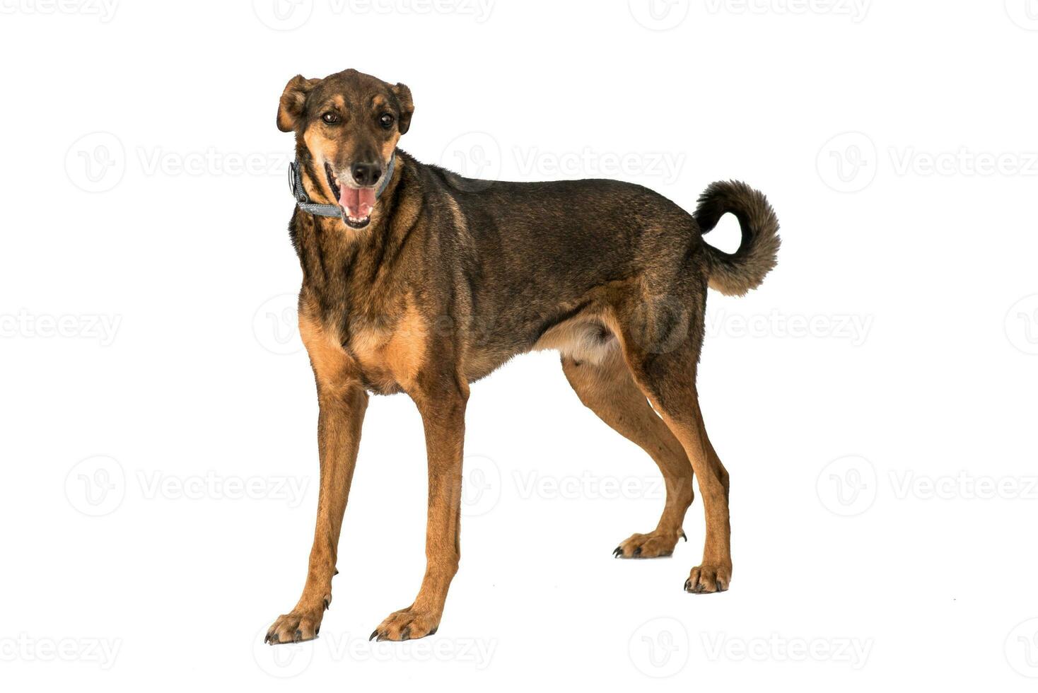 Medium sized rescue dog isolate on a white background photo
