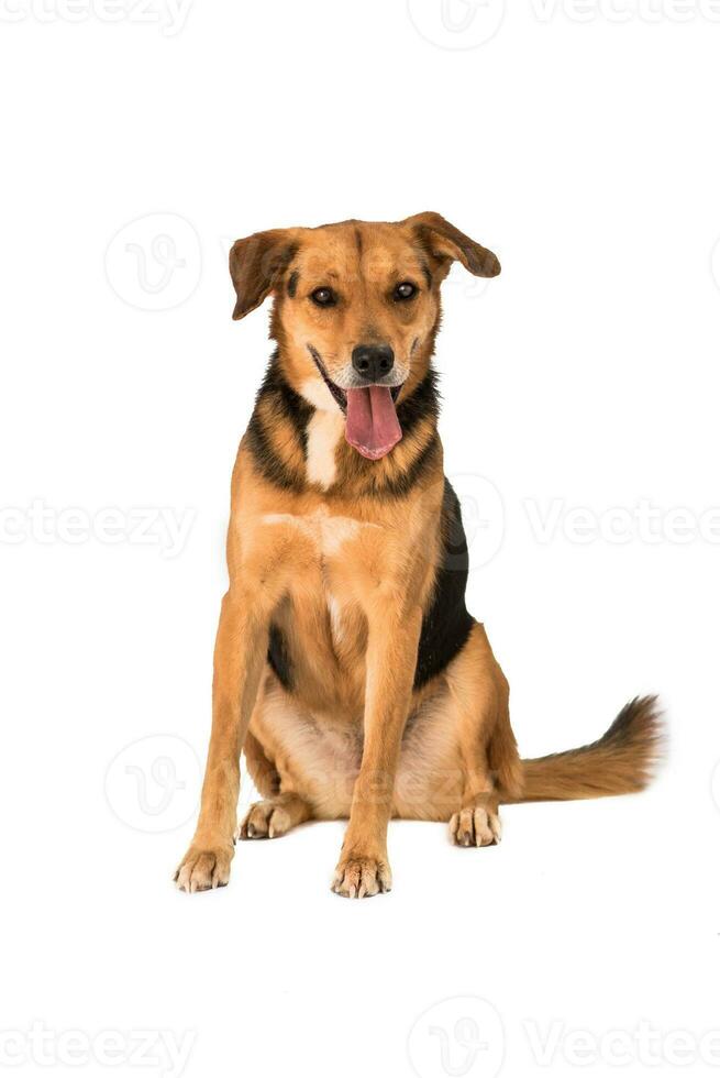 Medium sized rescue dog isolate on a white background photo