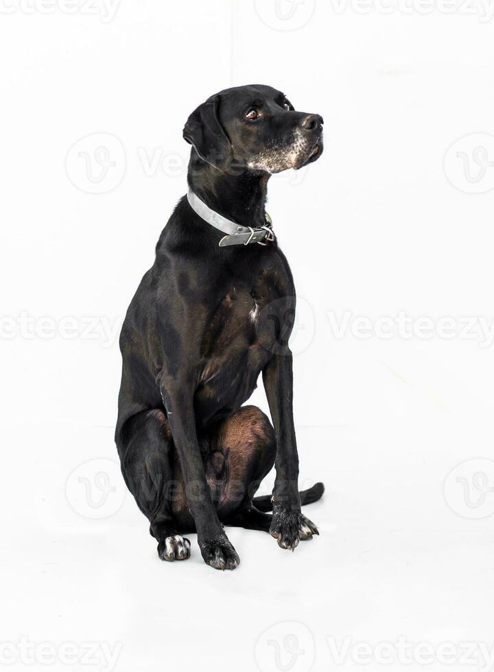 Medium sized rescue dog isolate on a white background photo