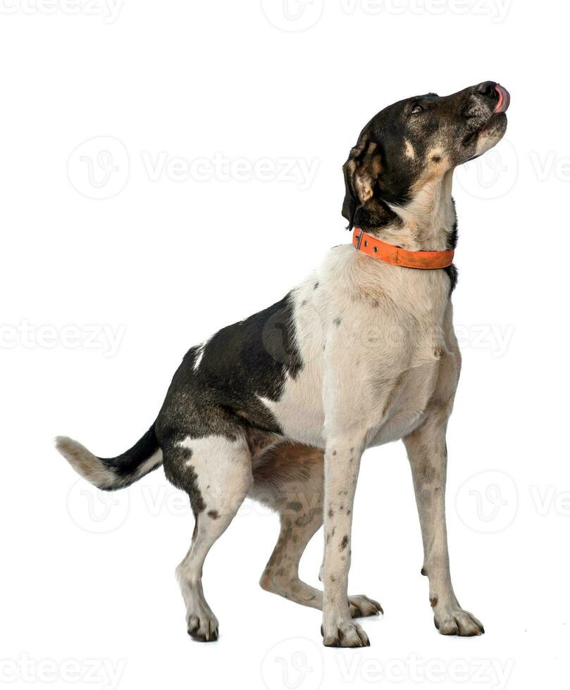 Medium sized rescue dog isolate on a white background photo