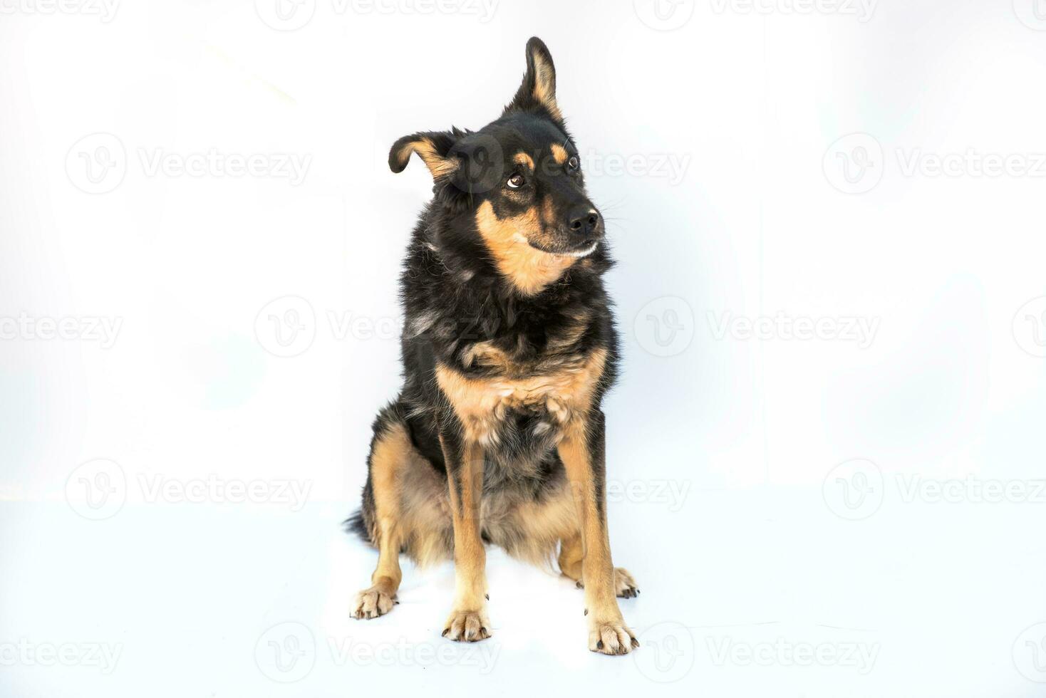 Medium sized brown and black rescue dog isolate on a white background photo