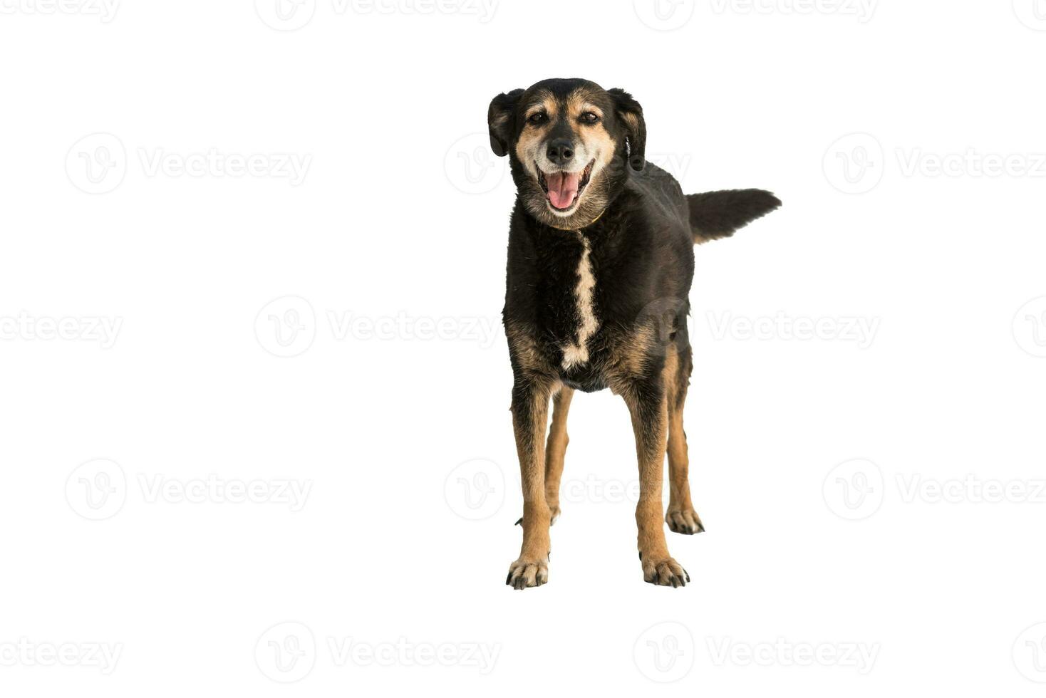 Medium sized rescue dog isolate on a white background photo