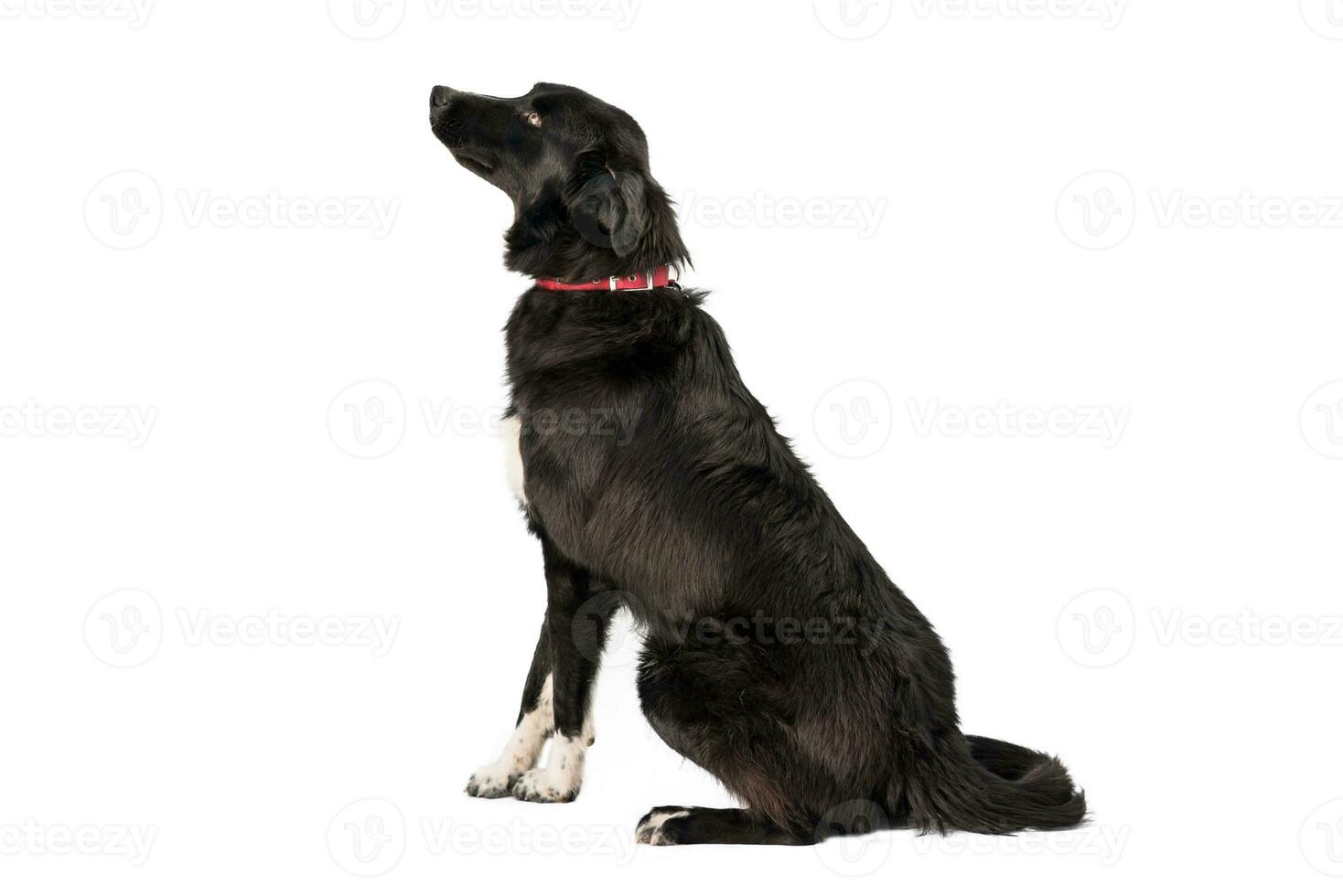 Medium sized rescue dog isolate on a white background photo