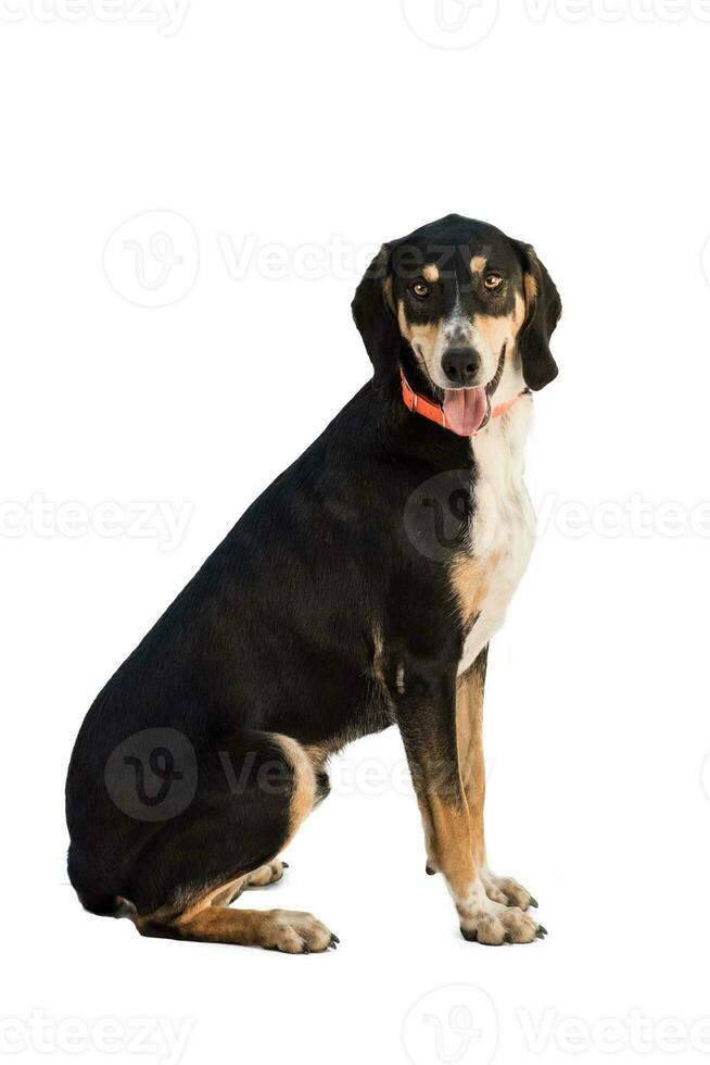 Medium sized brown and black rescue dog isolate on a white background with its tongue out photo