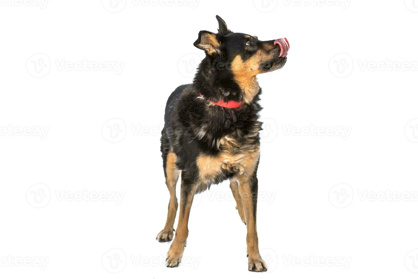 Medium sized brown and black rescue dog isolate on a white background photo