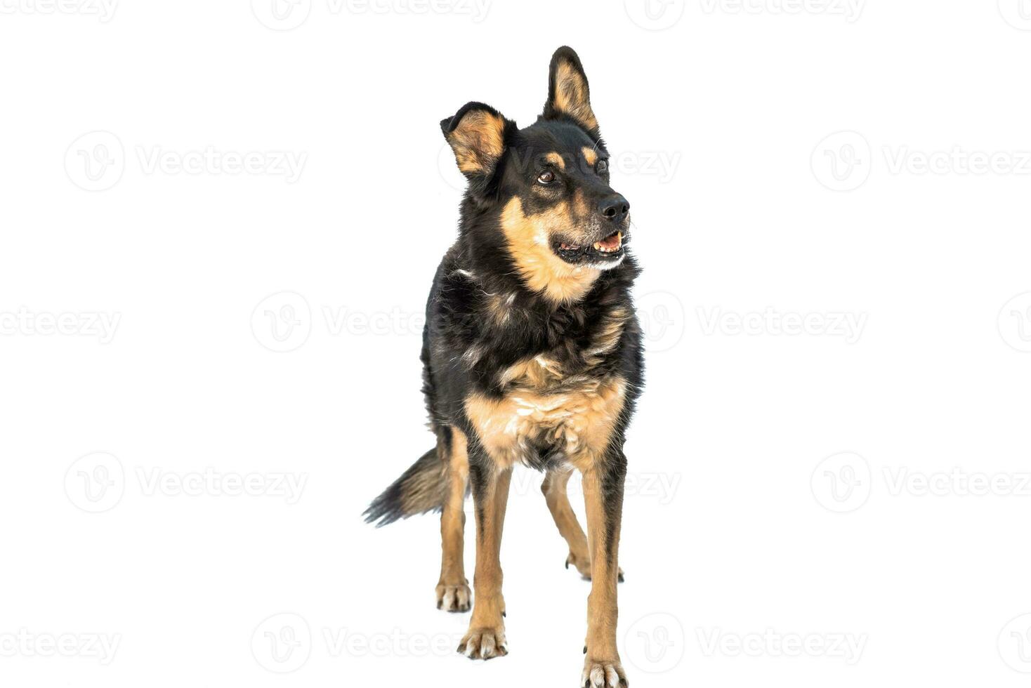 Medium sized brown and black rescue dog isolate on a white background photo