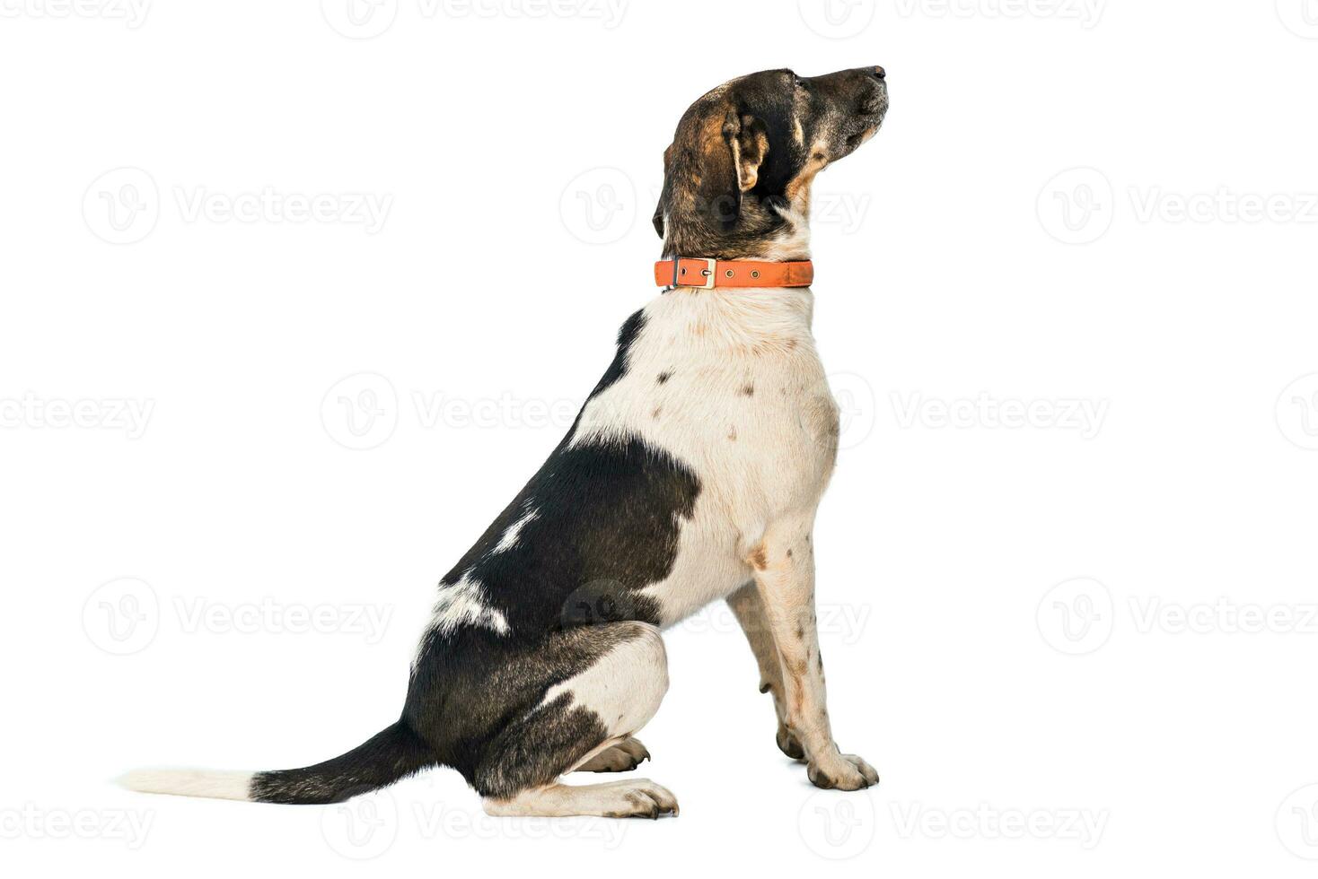 Medium sized rescue dog isolate on a white background photo