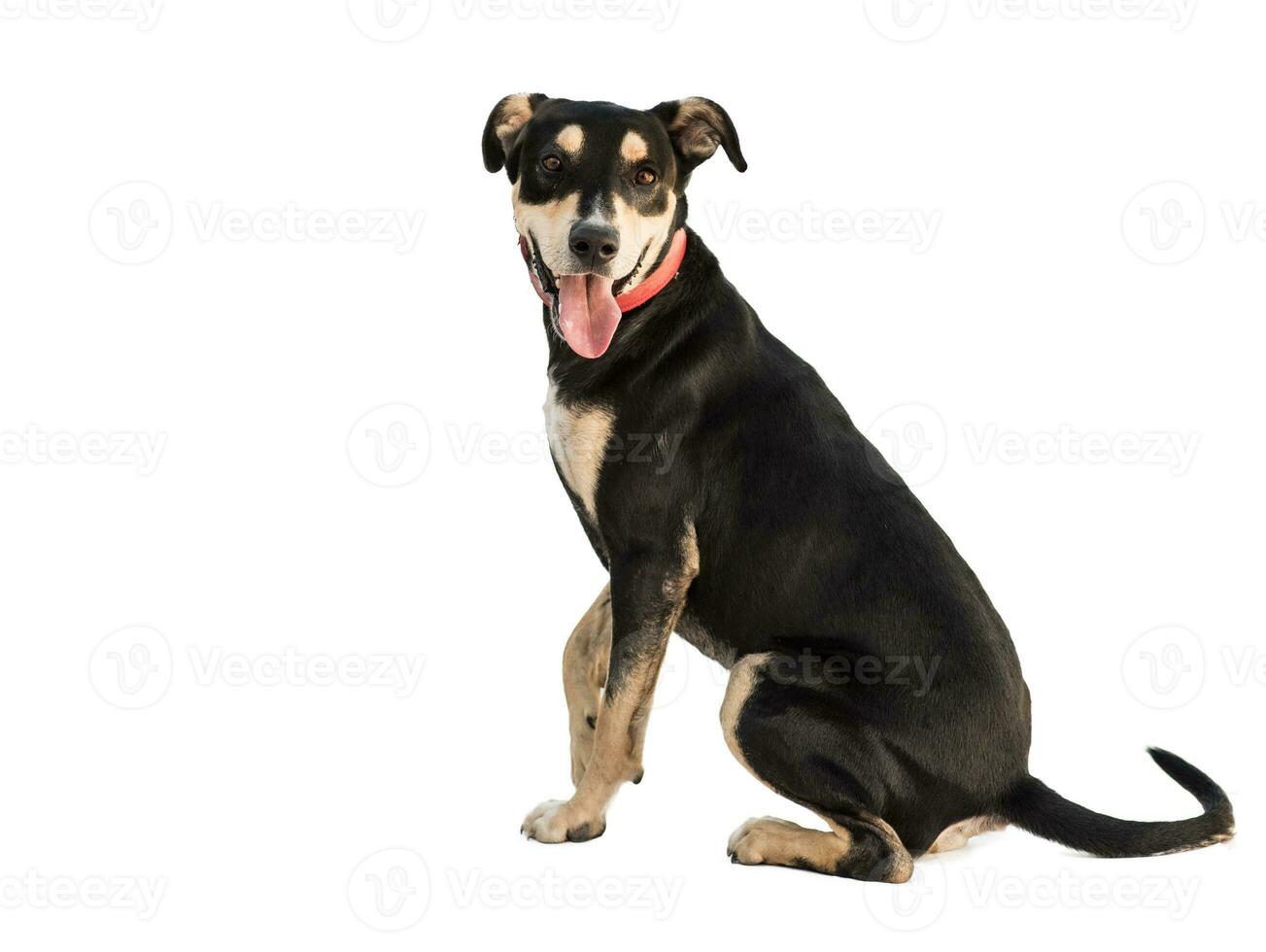 Medium sized rescue dog isolate on a white background photo