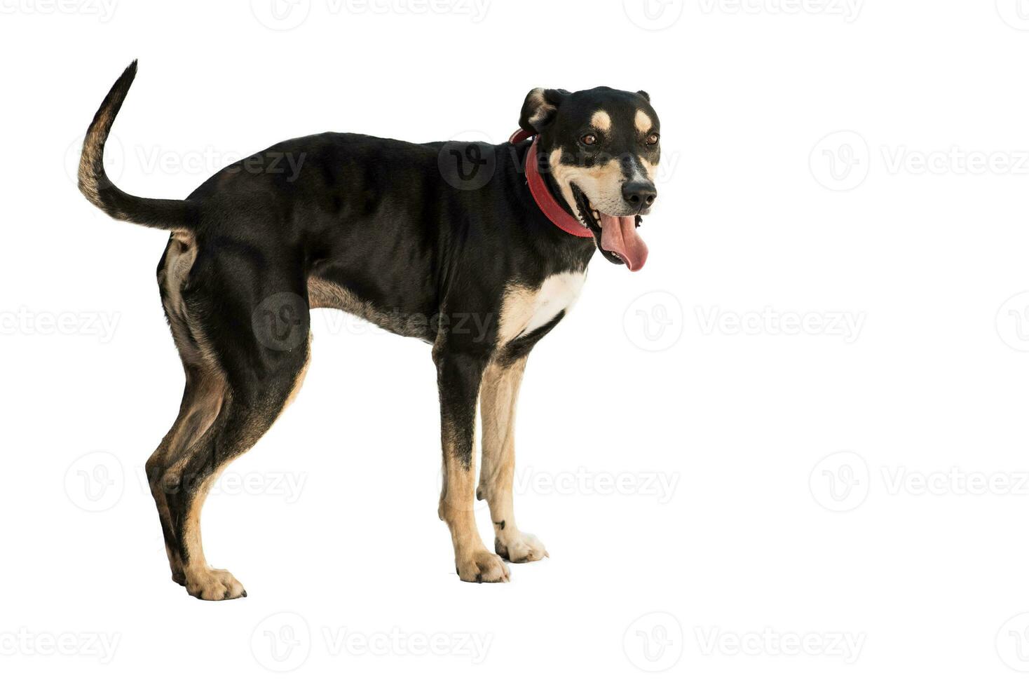 Medium sized rescue dog isolate on a white background photo