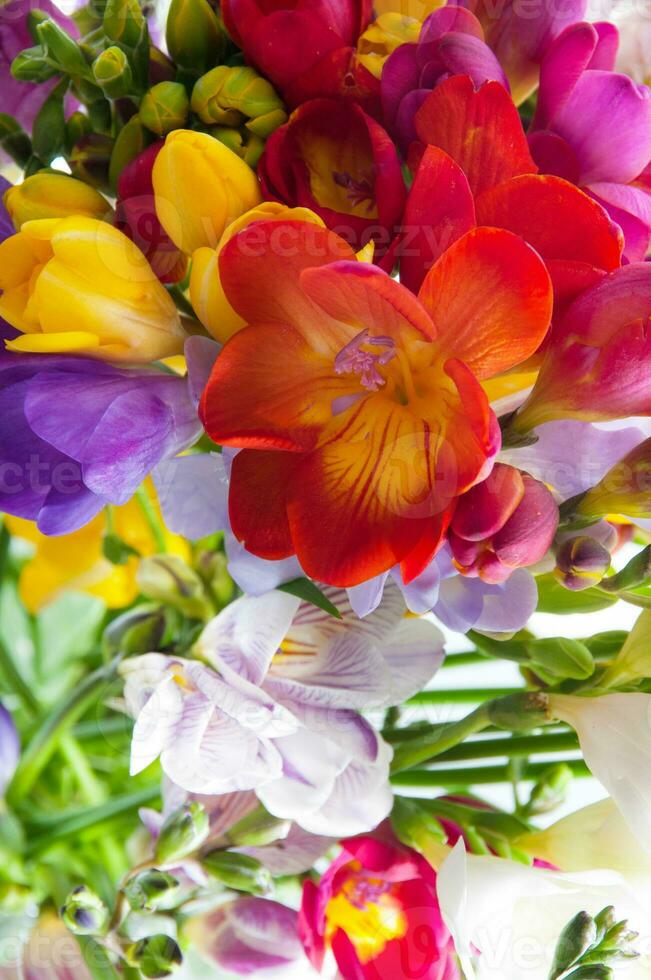 COLORFUL HYACINTH AND DHALIAS photo