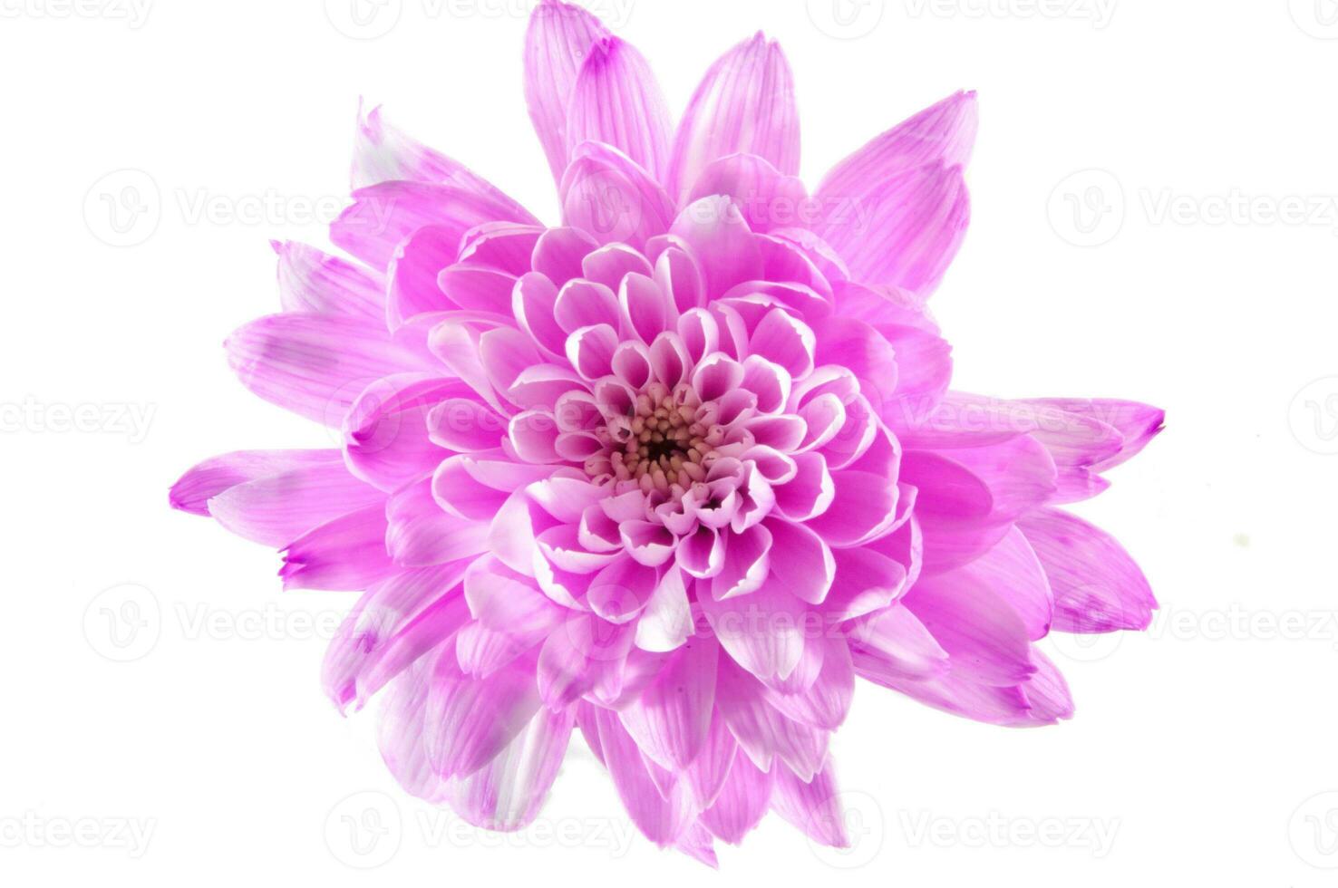 Pink Dahlia isolated on a white background photo