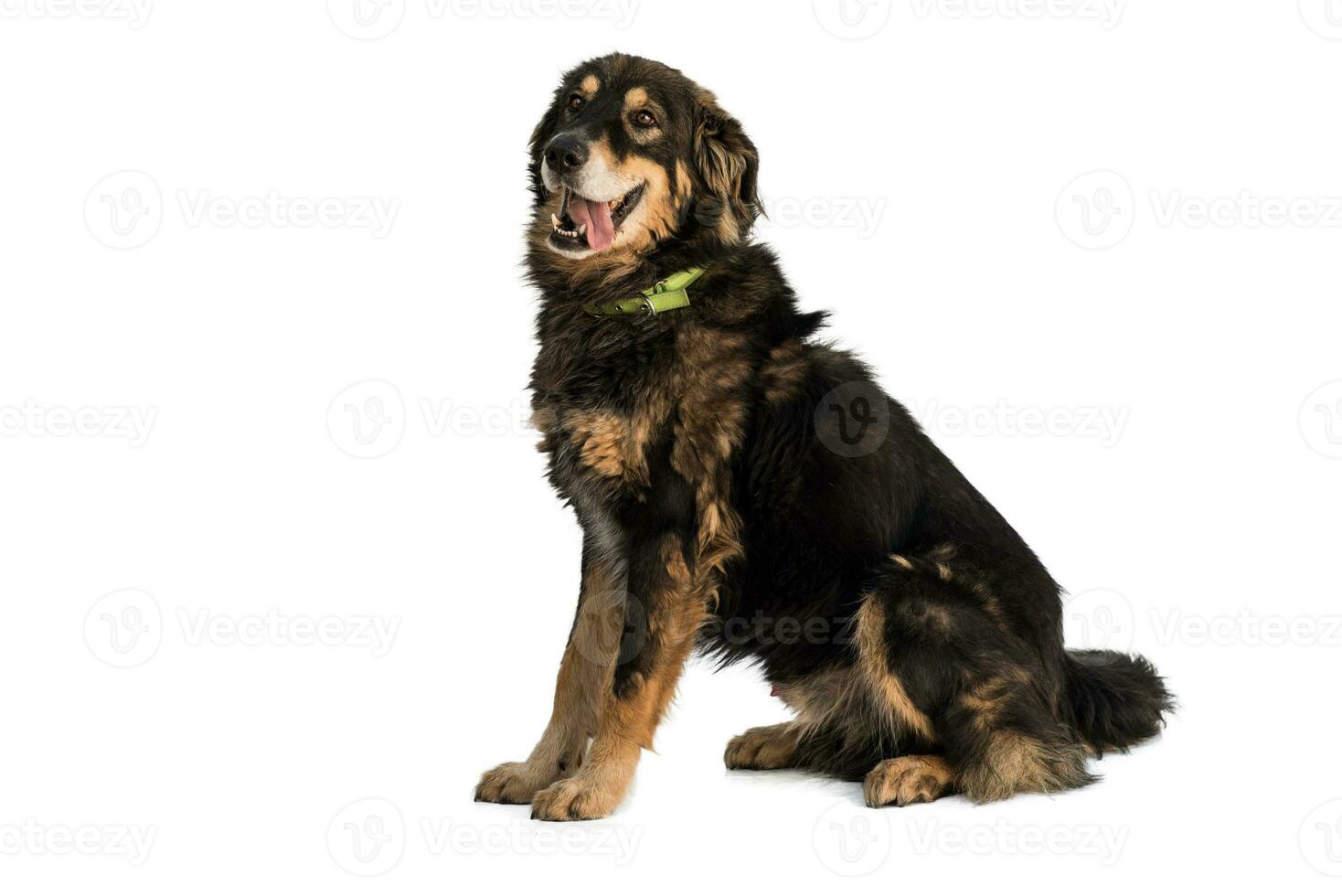 Medium sized brown and black rescue dog isolate on a white background photo