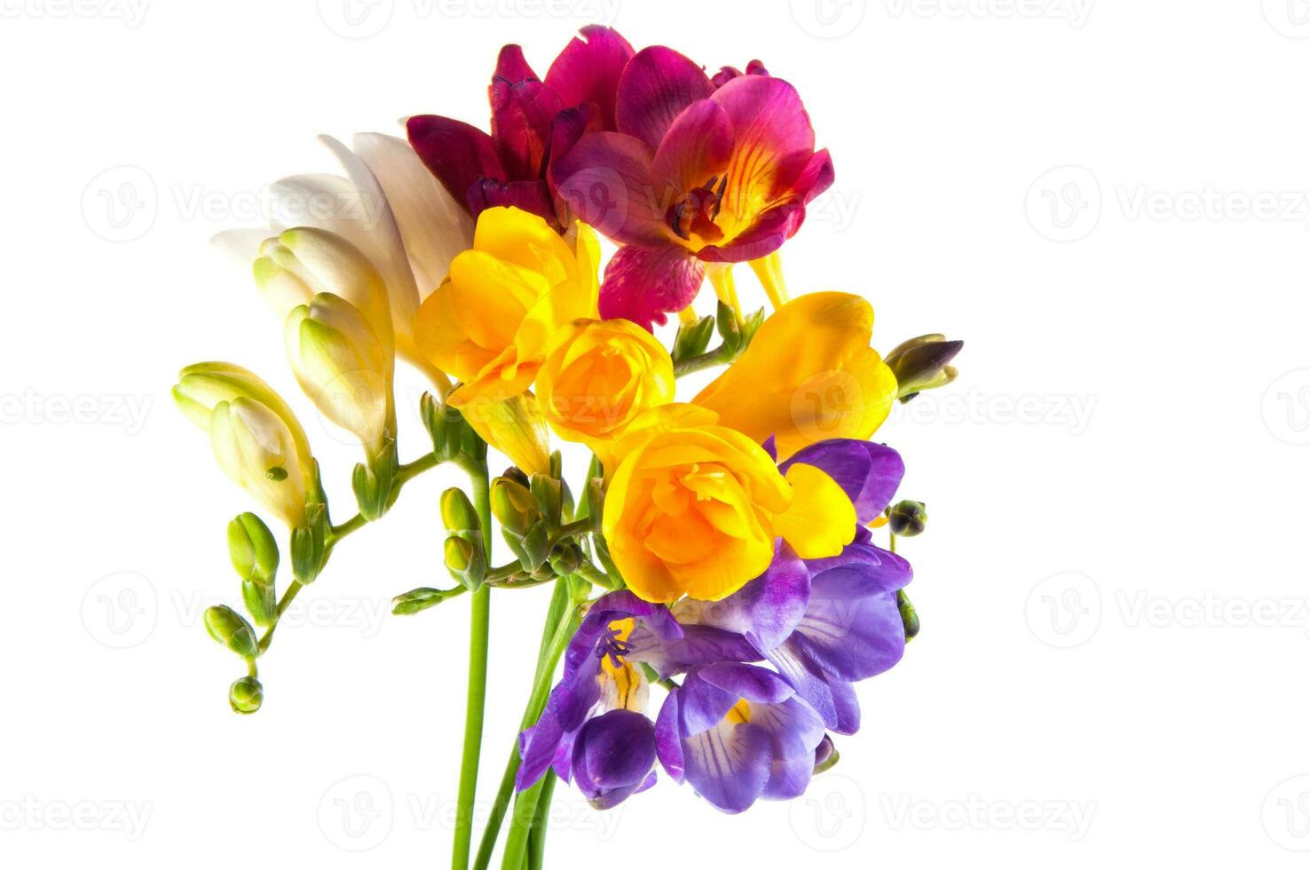 COLORFUL HYACINTH AND DHALIAS photo