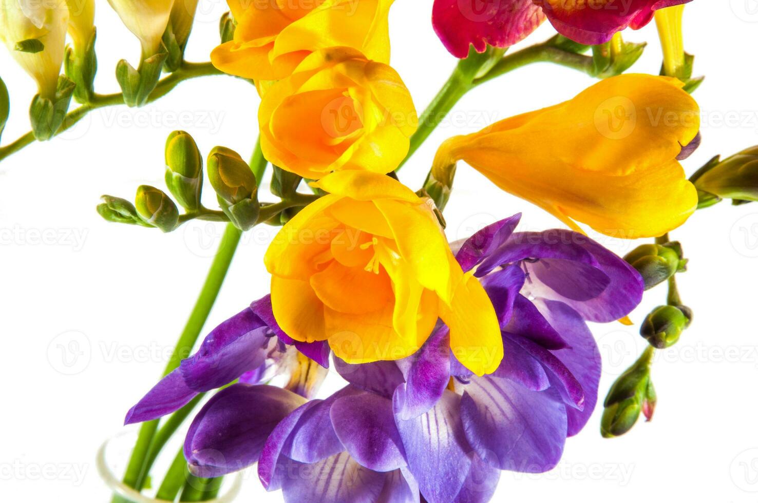 COLORFUL HYACINTH AND DHALIAS photo