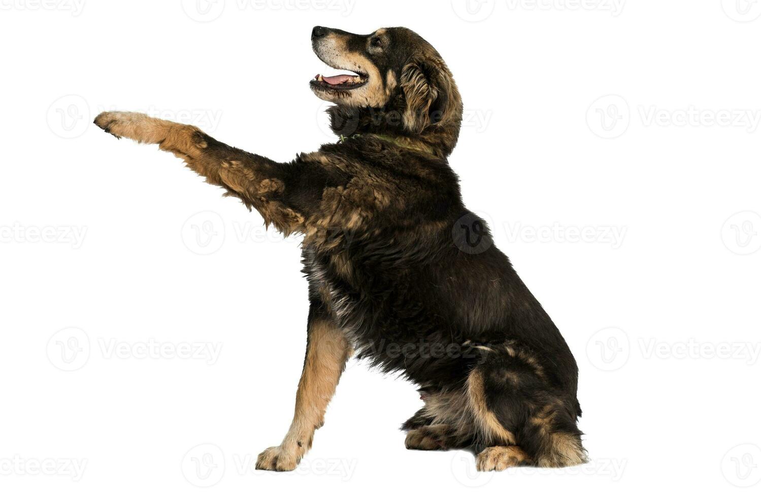 Medium sized brown and black rescue dog isolate on a white background giving his paw photo