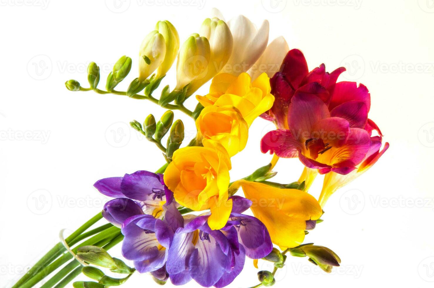 COLORFUL HYACINTH AND DHALIAS photo