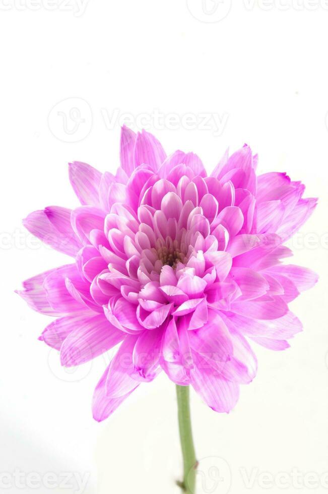 Pink Dahlia isolated on a white background photo