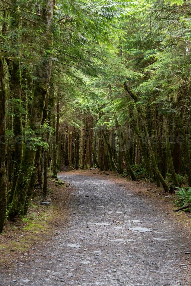 Narrow way through the rain forest on Vancouver Island photo