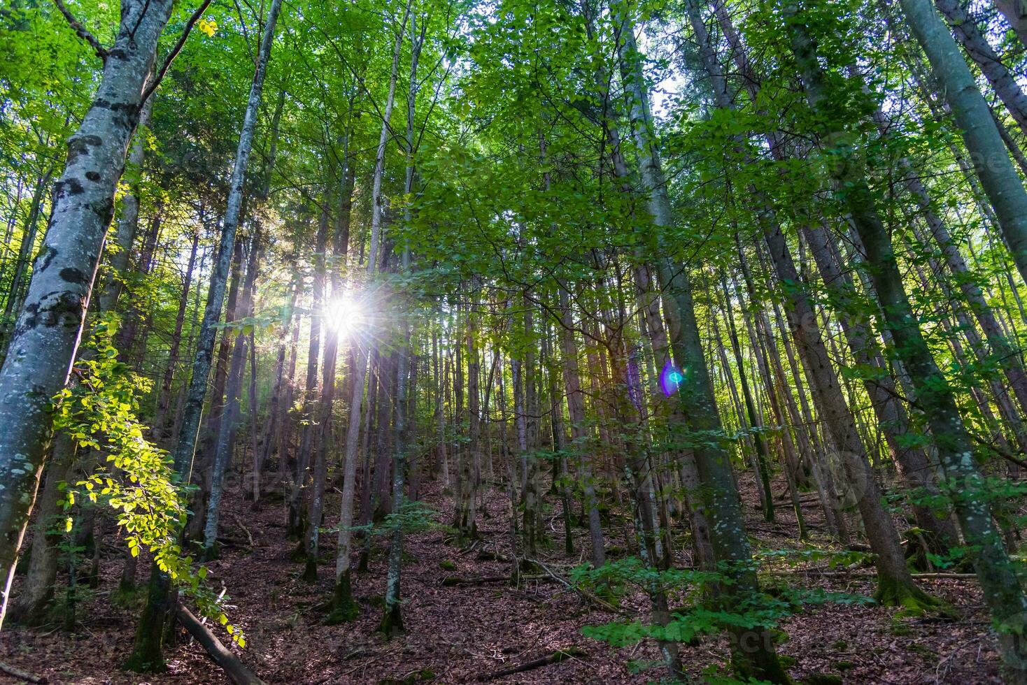 Sun rays shining through the deep green forest during early morning in the mountains photo